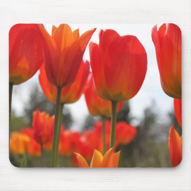 Mousepad Lindas Flores de Tulipa Vermelha. (Frente)