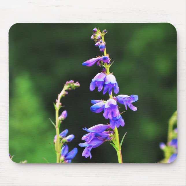 Mousepad Lindas flores roxas florescendo no Canadá (Frente)