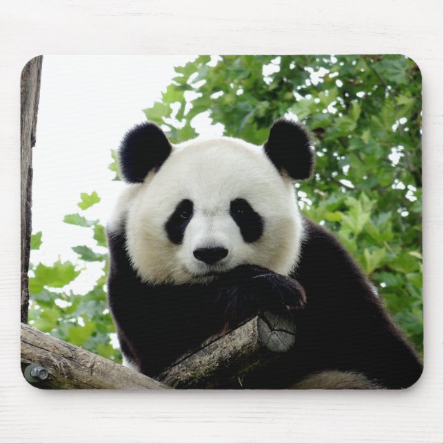 Mousepad Lindo Rato de Panda Gigante (Frente)