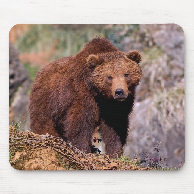 Mousepad Lindo Rato de Urso Marrom Almofada (Frente)