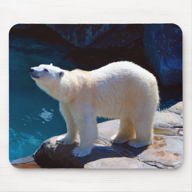 Mousepad Lindo Rato de Urso Polar Almofada (Frente)