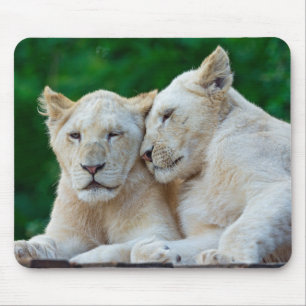 Mousepad Lindos Leões Brancos Cuddddding