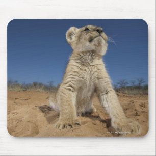 Mousepad Lion Cub (Panthera Leo) sentado na areia, Namíbia
