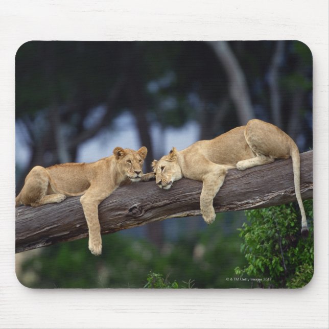 Mousepad Lion cubs deitados em galhos de árvores, Quênia, Á (Frente)