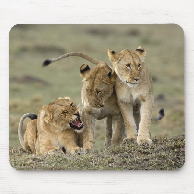Mousepad Lion Siblings (Frente)
