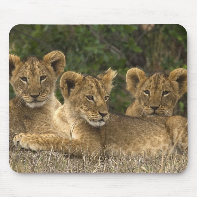 Mousepad Lion Siblings (Frente)