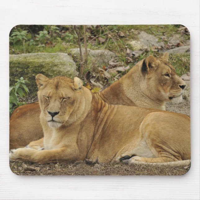 Mousepad Lioness  (Frente)