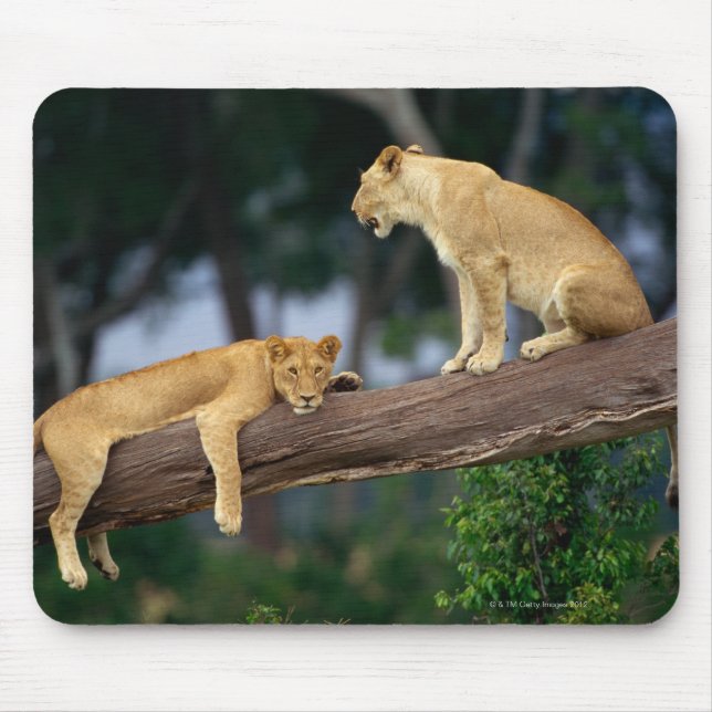 Mousepad Lionesses em uma árvore (Frente)