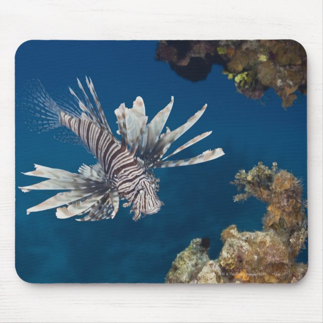 Mousepad Lionfish (Pterois volitans) nadando sobre (Frente)