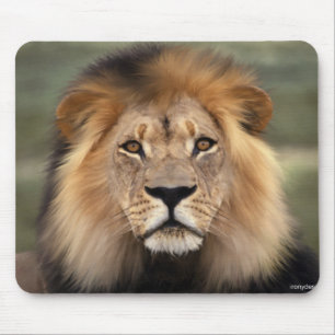 Mousepad Lions Photograph
