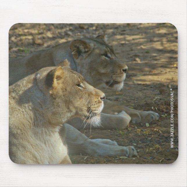 Mousepad Lions Suporte de Mouse (Frente)