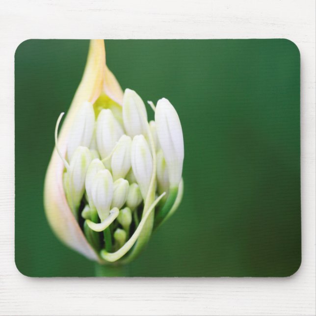 Mousepad Lírio Africano, Agapanthus Praecox, Cidade do Cabo (Frente)
