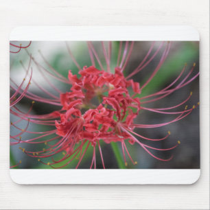 Mousepad Lírio brilhante da aranha vermelha - radiata de