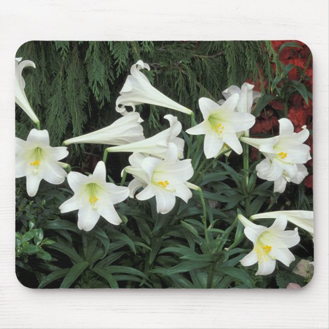 Mousepad Lírio-de-páscoa (Lilium regale) (Frente)