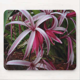 Mousepad Lírio roxo de Crinum da rainha Emma