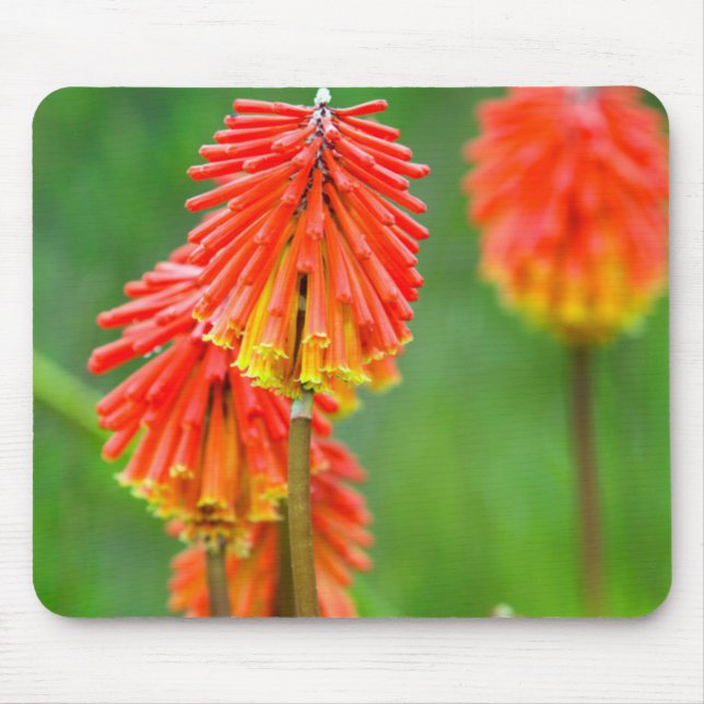 Mousepad Lírio Tocha (Kniphofia Uvaria), Cabo Ocidental (Frente)