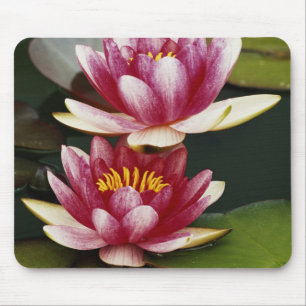 Mousepad Lírios de água híbridos