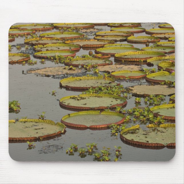 Mousepad Lírios Gigantes ou Vitória Victoria amazonica, (Frente)
