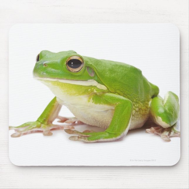 Mousepad Litora Infrafrenata, Sapo (Frente)
