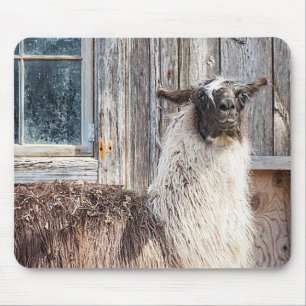 Mousepad Llama em frente a um celeiro