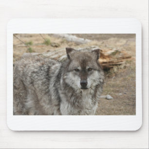 Mousepad lobo animal rosto olhos canino floresta zoológico