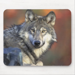 Mousepad Lobo Bonito
