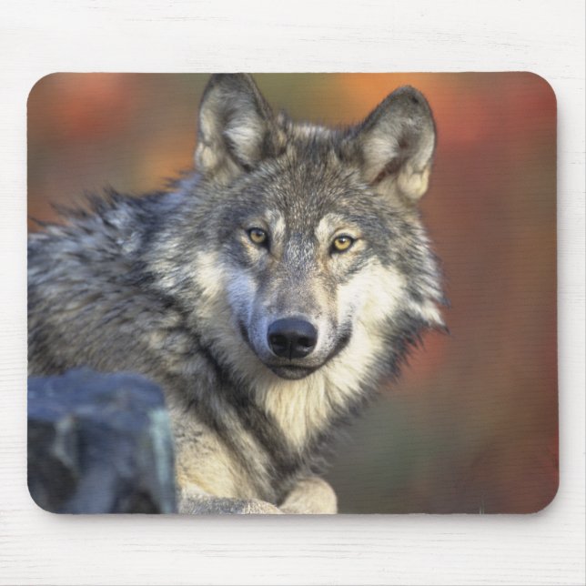 Mousepad Lobo Bonito (Frente)