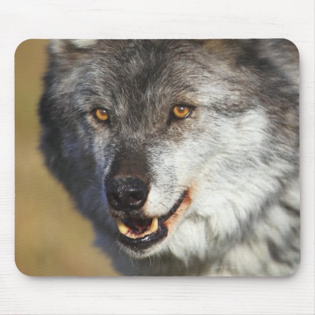 Mousepad Lobo (Canis Lupus) (Frente)