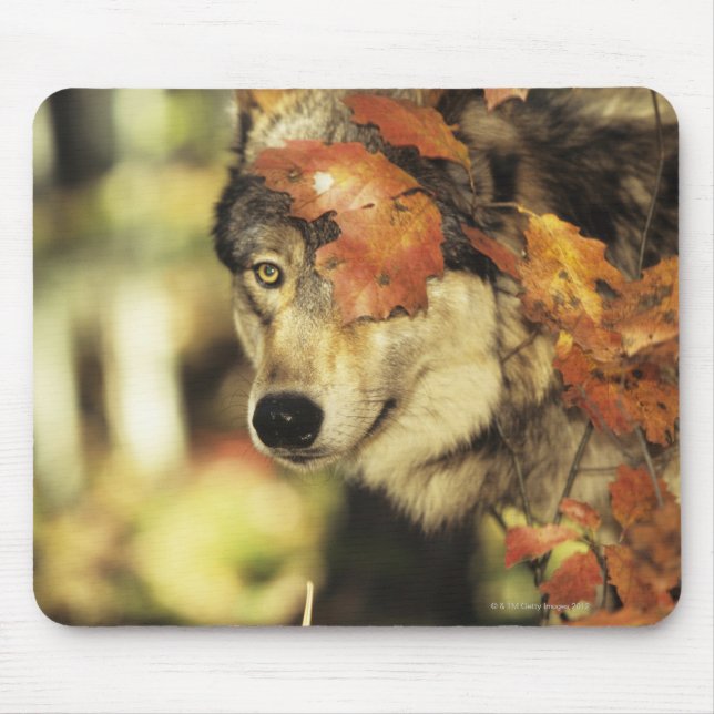 Mousepad Lobo (Canis lupus), cabeça fria, com cor de outono (Frente)
