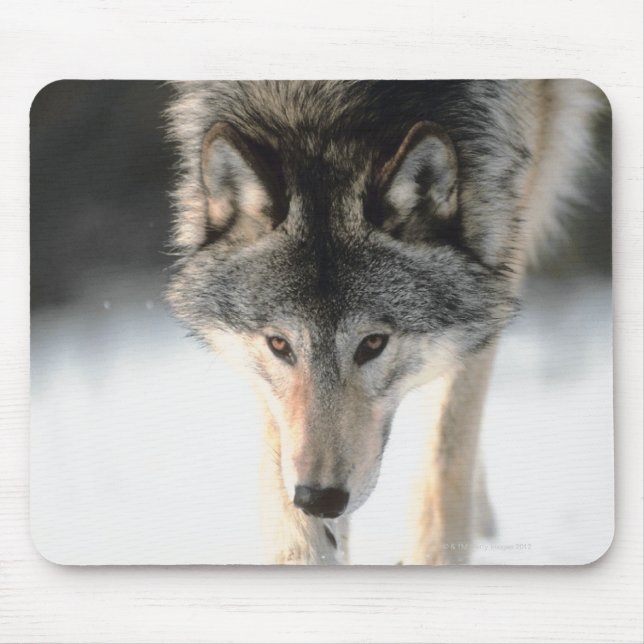 Mousepad lobo cinza andando (Frente)