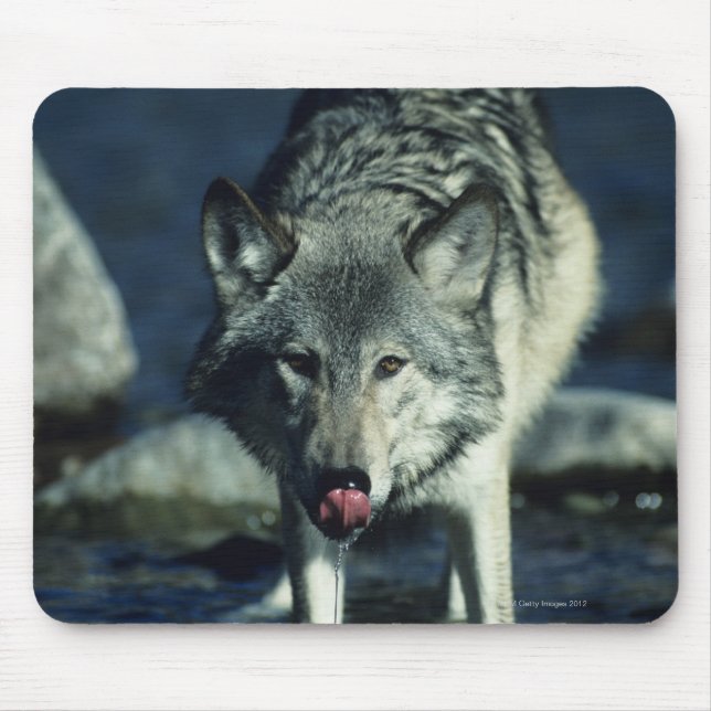 Mousepad Lobo cinza no outono (Frente)