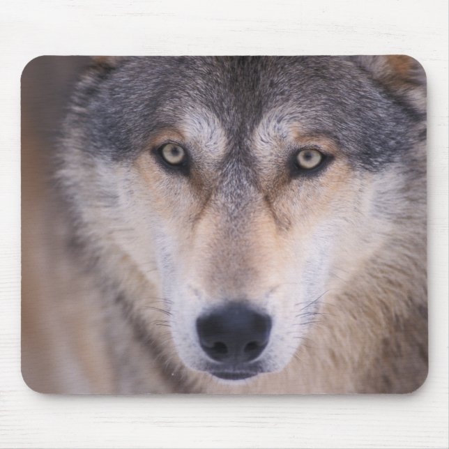 Mousepad lobo cinzento, Canis lupus, close-up dos olhos (Frente)