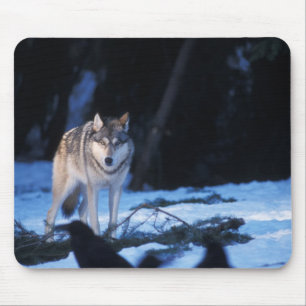 Mousepad lobo cinzento, Canis lupus, nos contrafortes