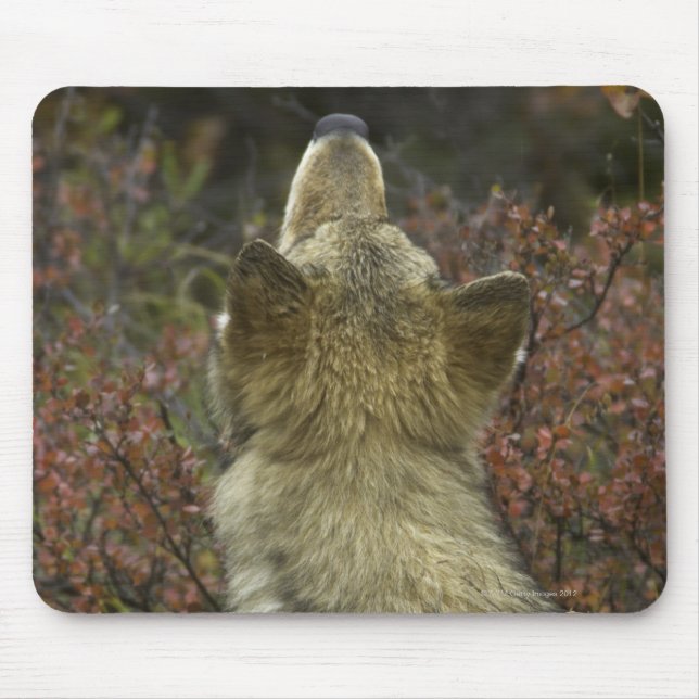 Mousepad Lobo cinzento (lúpus de Canis) (Frente)