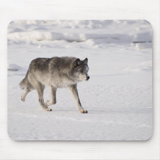 Mousepad Lobo correndo na neve (Frente)