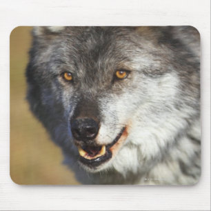 Mousepad Lobo (lúpus de Canis)