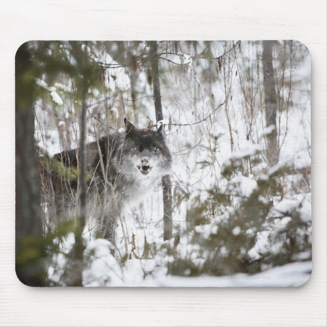Mousepad Lobo Na Floresta No Inverno (Frente)