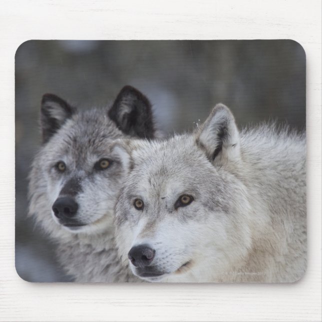 Mousepad Lobos (Canus lupus) de West Yellowstone. Este (Frente)