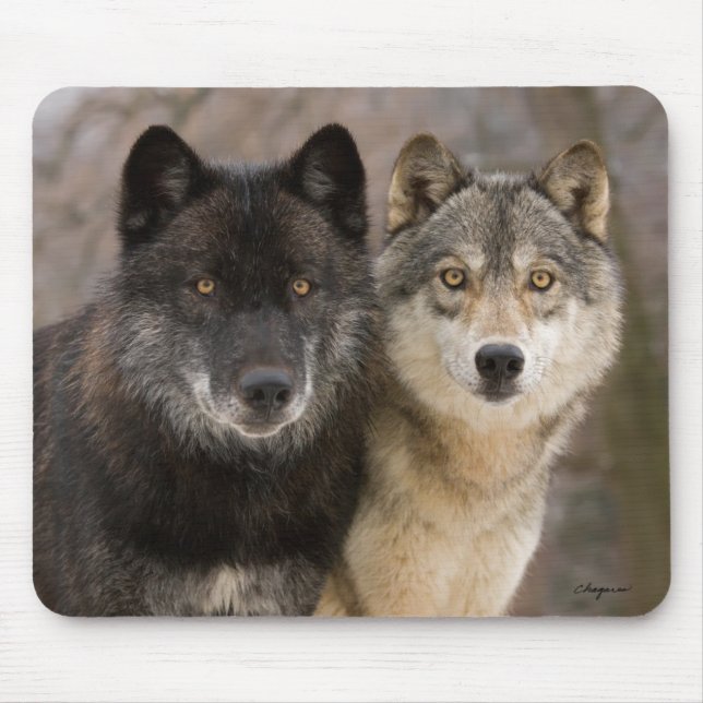 Mousepad Lobos cinzentos (Frente)