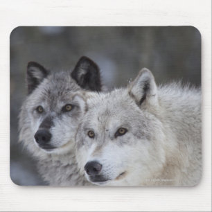 Mousepad Lobos (lúpus de Canus) de Yellowstone ocidental.