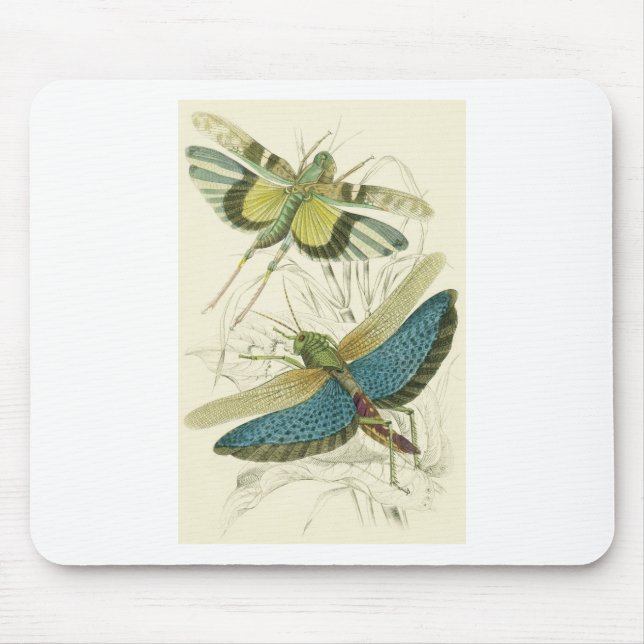 Mousepad Locusta Cristata (mais baixo), flava do Locusta (Frente)