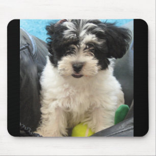 Mousepad Lola um filhote de cachorro salvado de Havanese