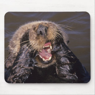 Mousepad Londras Marinhas, Enhydra lutris 6