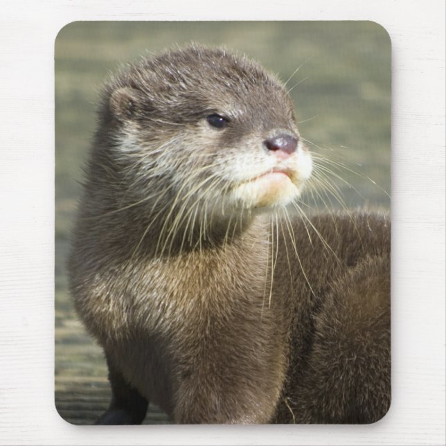 Mousepad Lontra bonito do bebê (Frente)