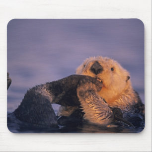 Mousepad Lontra Marinha, Enhydra lutris