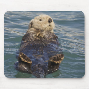 Mousepad Lontras marinhas brincam em icebergs na Enseada Su