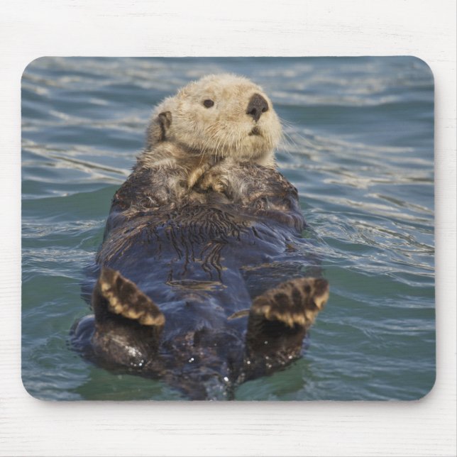 Mousepad Lontras marinhas brincam em icebergs na Enseada Su (Frente)