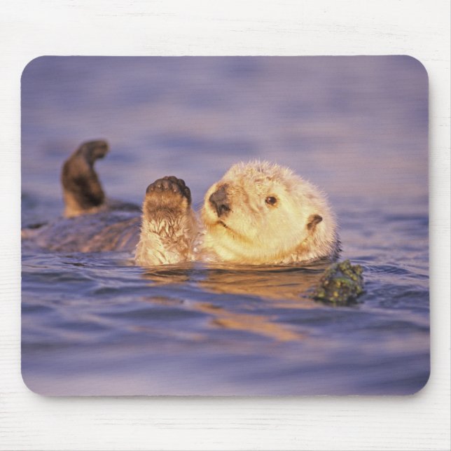 Mousepad Lontras Marinhas, Enhydra lutris (Frente)
