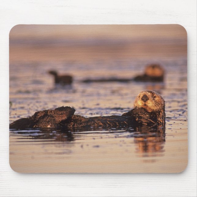 Mousepad Lontras Marinhas, Enhydra lutris 3 (Frente)