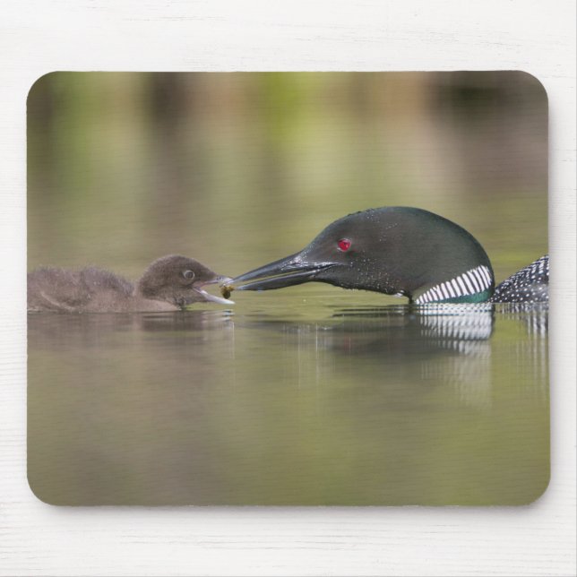Mousepad Loon Adult Alimenta Filhote (Frente)